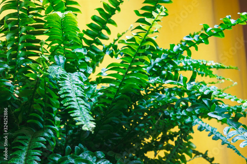 Green potted fern in domestic home interior on wooden chair with bright yellow curtain, home gardening decoration. Plants in interior