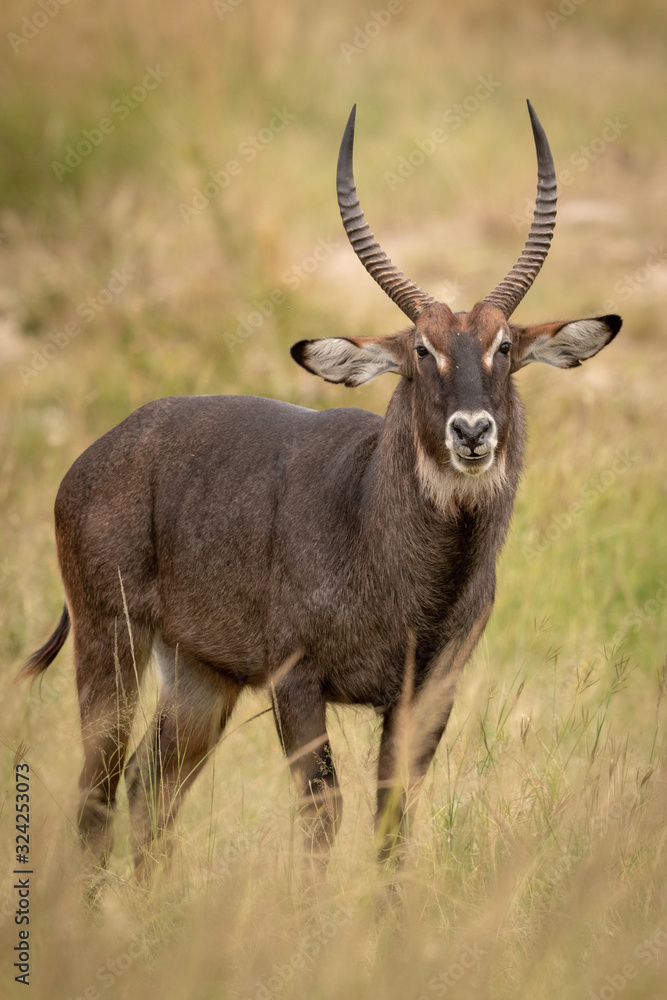Fototapeta premium Kamera oczy mężczyzna Defassa waterbuck w trawie