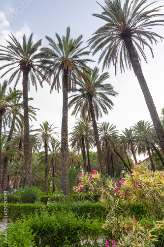 Coconut Palms Tropical Park in Palermo, Sicily - Italy. © Georgi