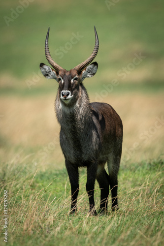 Male Defassa waterbuck stands in sunlit grassland