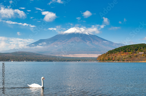 富士山,ハクチョウ, 鳥, 水, 湖, 白, 自然
