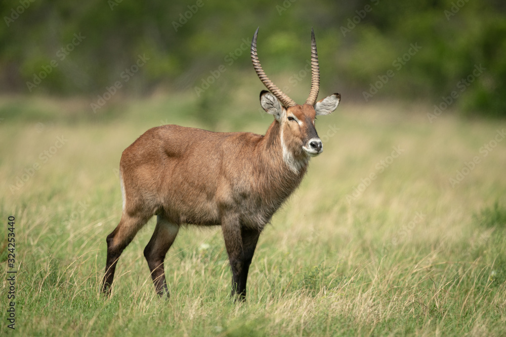 Obraz premium Male Defassa waterbuck stands looking towards camera
