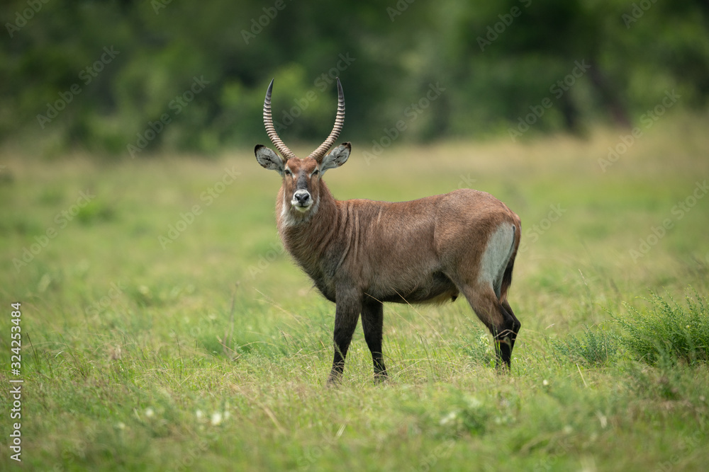 Male Defassa waterbuck stands staring towards camera Male Defassa waterbuck stands staring towards camera
