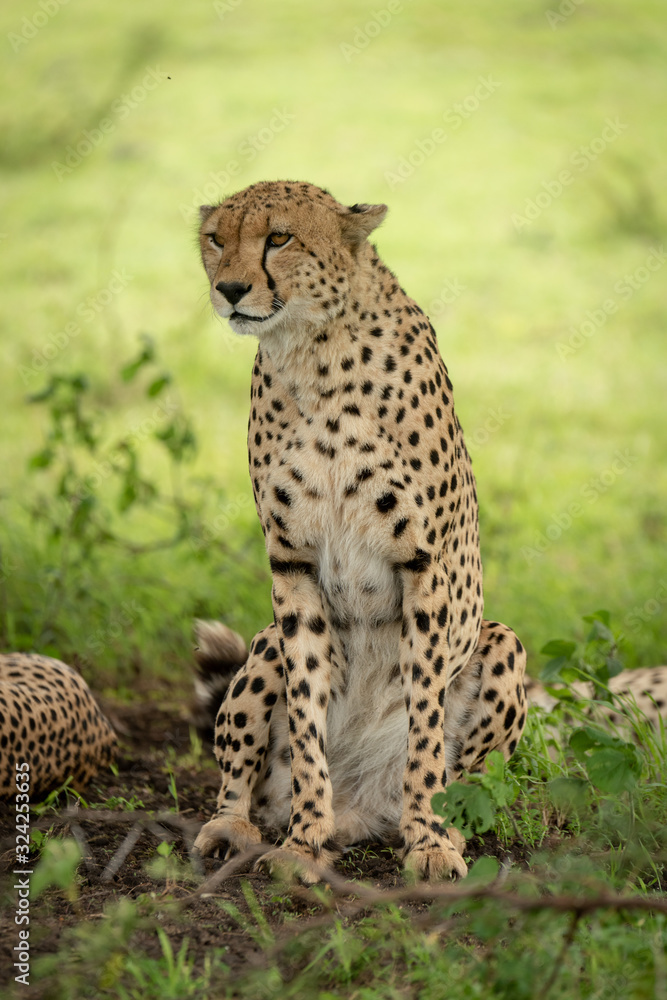 Male cheetah sits under tree turning head Male cheetah sits under tree turning head