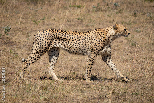 Male cheetah walks across grass in sunshine