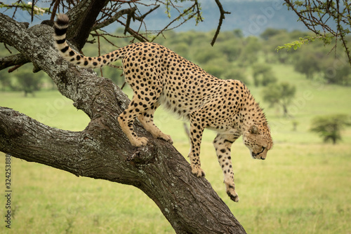 Male cheetah walks down trunk in savannah Fototapet