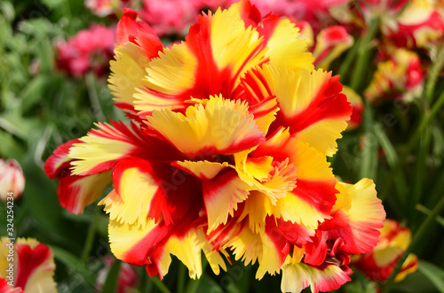 Yellow-red rose-like tulip closeup in Keukenhof garden