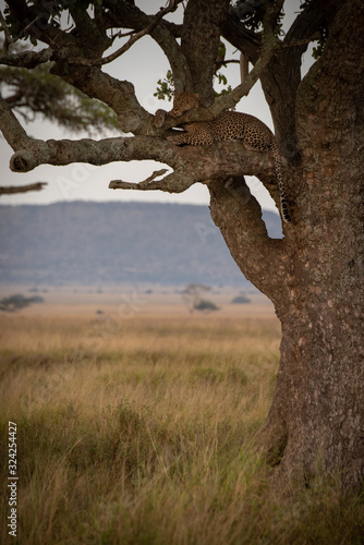 Male leopard lies looking out from branch