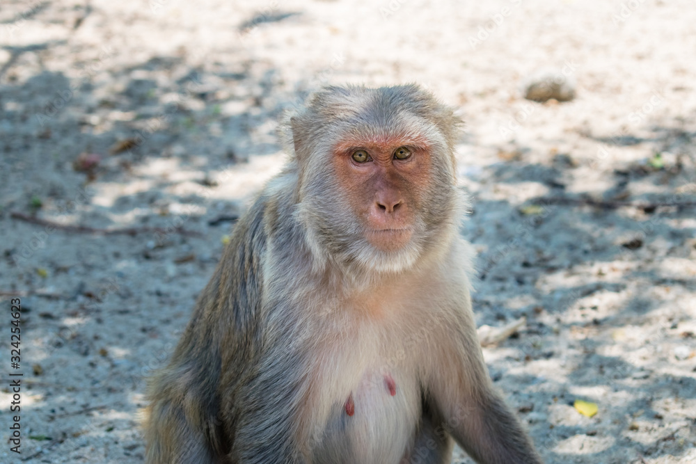 Old monkey with big eyes and wrinkles sits on ground