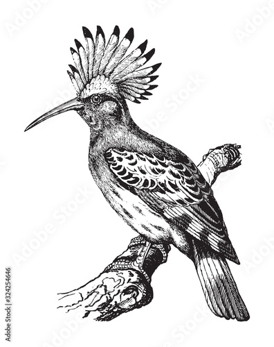 Eurasian hoopoe (Upupa epops) / vintage illustration from Brockhaus Konversations-Lexikon 1908