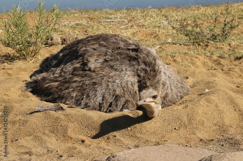 Straussen Dame im Nest 951 photo