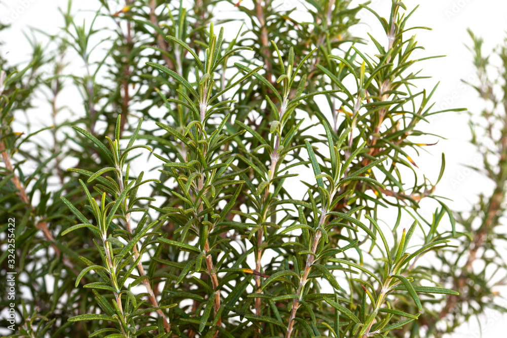 close up on rosemary aromatic plant on white background close up on rosemary aromatic plant on white background