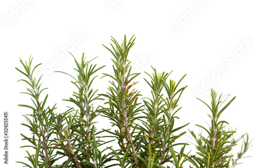 rosemary aromatic plant isolated on white background with copy space for your text