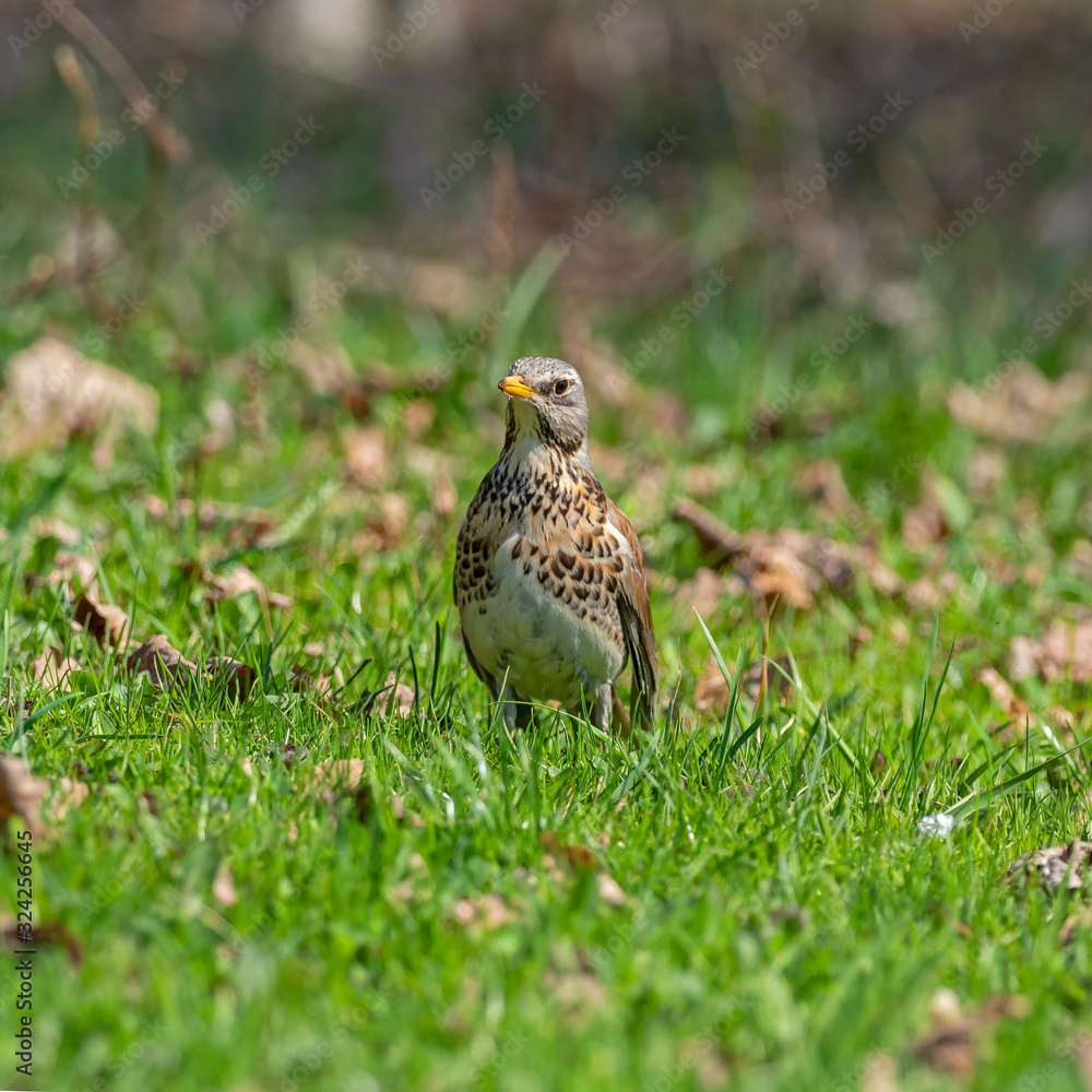 Fieldfare in the early spring looks for nutrition in the grass. The fieldfare (Turdus pilaris) is a member of the thrush family Turdidae. Fieldfare in the early spring looks for nutrition in the grass. The fieldfare (Turdus pilaris) is a member of the thrush family Turdidae.