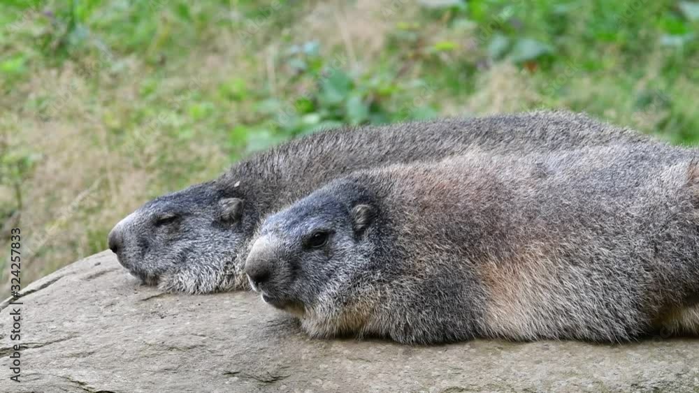 Two Alpine marmots (Marmota marmota) sunbathing on rock Two Alpine marmots (Marmota marmota) sunbathing on rock