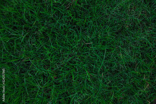 Green meadow grass background top view backdrop use