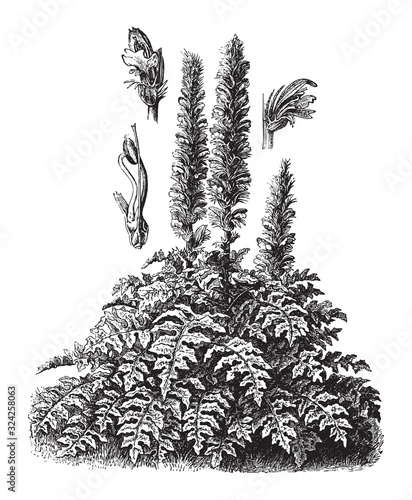Bear's breeches or Sea dock (Acanthus mollis) / vintage illustration from Brockhaus Konversations-Lexikon 1908