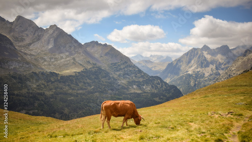 Cow grassing in pyrenees valley