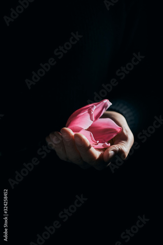 man with a pink tulip in his hand