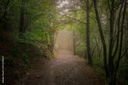 Forest magic path