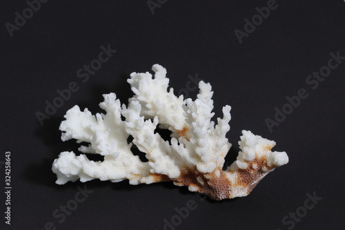 白い珊瑚と黒い背景