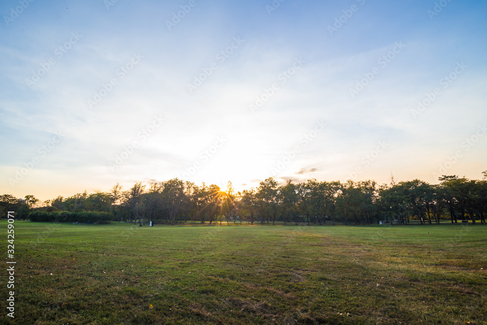Obraz premium Green meadowgrass with tree in city park sunset sky