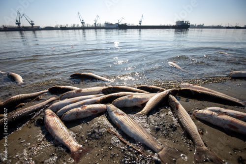 Obraz na płótnie dead fish on the sandy bank of the river. water pollution. environment protection w salonie