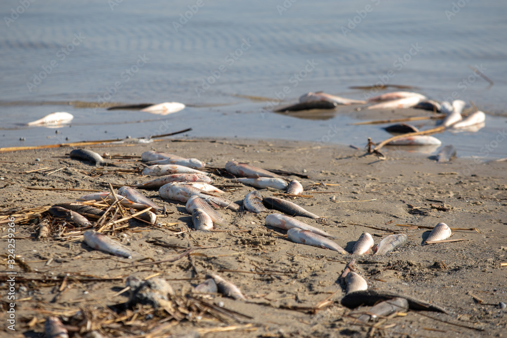 dead fish on the sandy shore and in the river