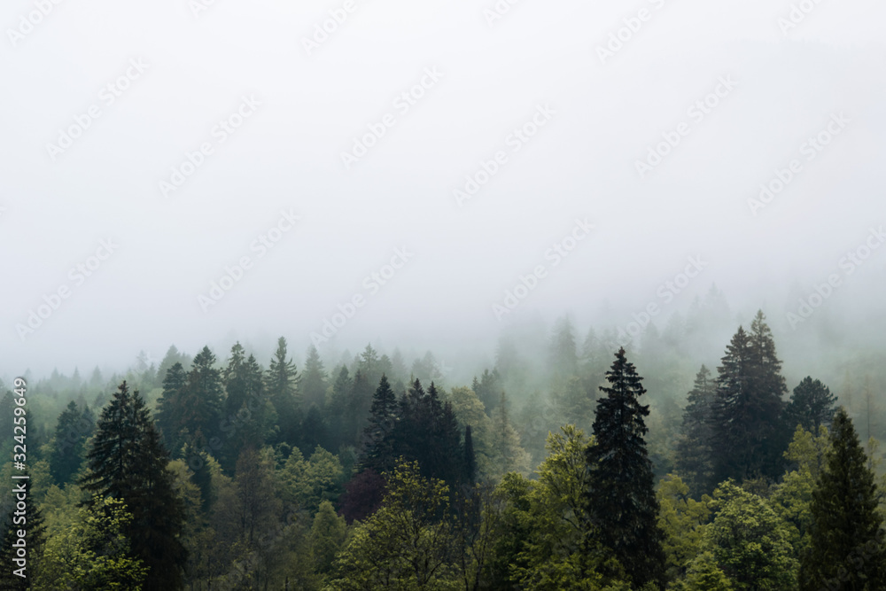 Moody forest with fog and clouds hanging low Moody forest with fog and clouds hanging low