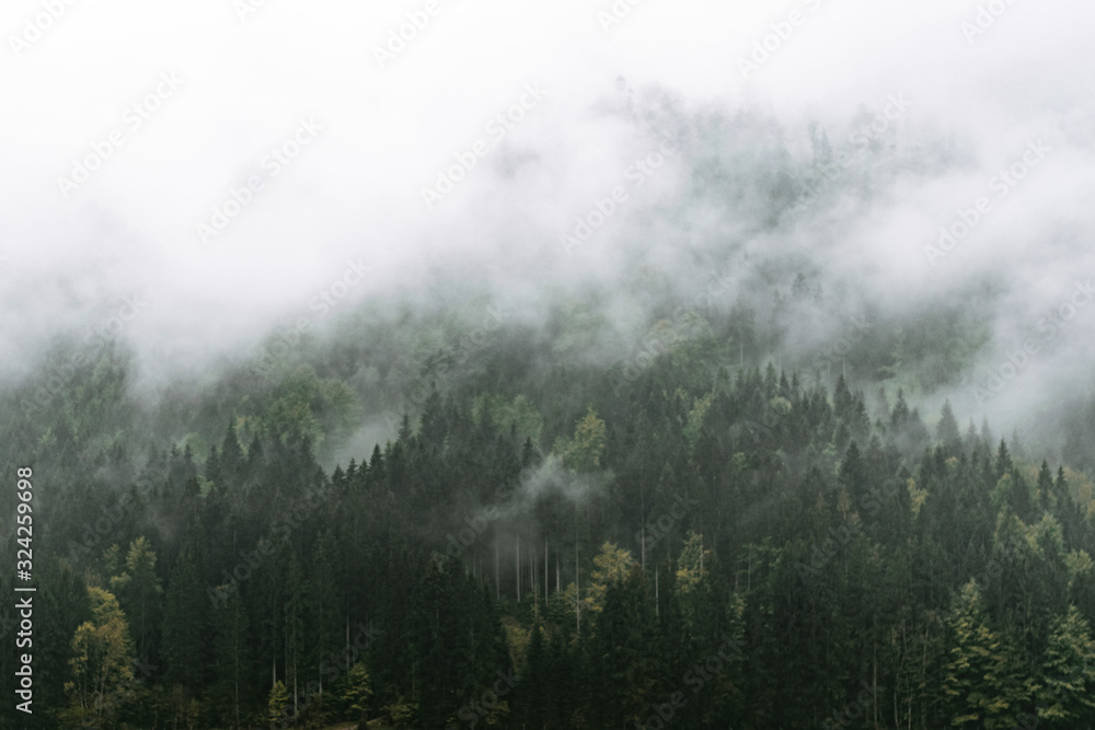 Moody forest with fog and clouds hanging low Moody forest with fog and clouds hanging low