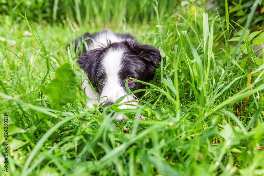 Funny outdoor portrait of cute smilling puppy dog border collie lying down on green grass lawn in park or garden background Funny outdoor portrait of cute smilling puppy dog border collie lying down on green grass lawn in park or garden background