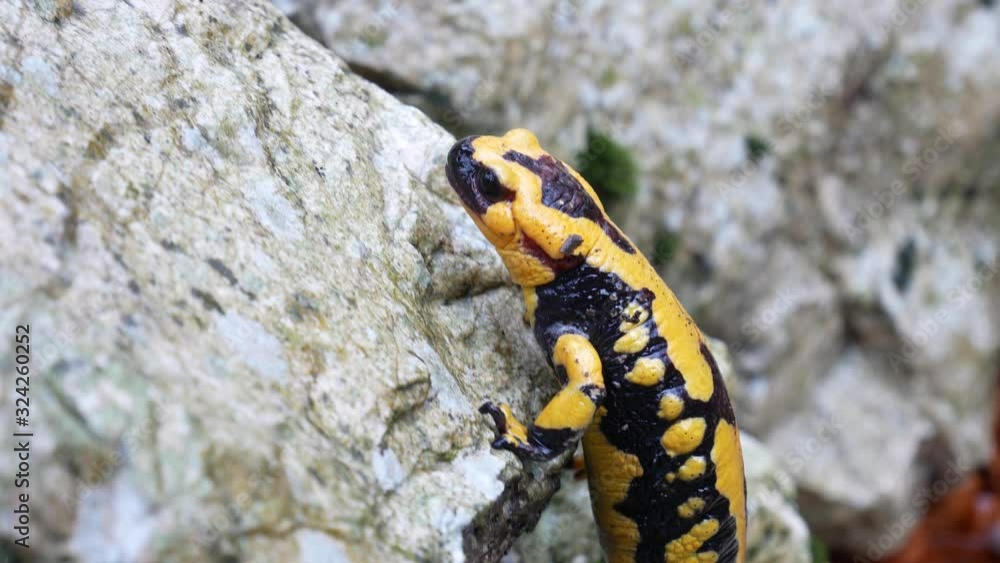 The fire salamander (Salamandra salamandra) is a European amphibian. The fire salamander (Salamandra salamandra) is a European amphibian.
