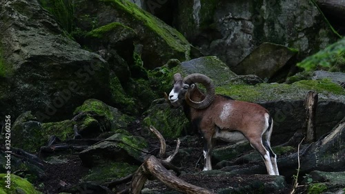 European mouflon (Ovis gmelini musimon / Ovis ammon ) in stading among rocks on mountain slope photo