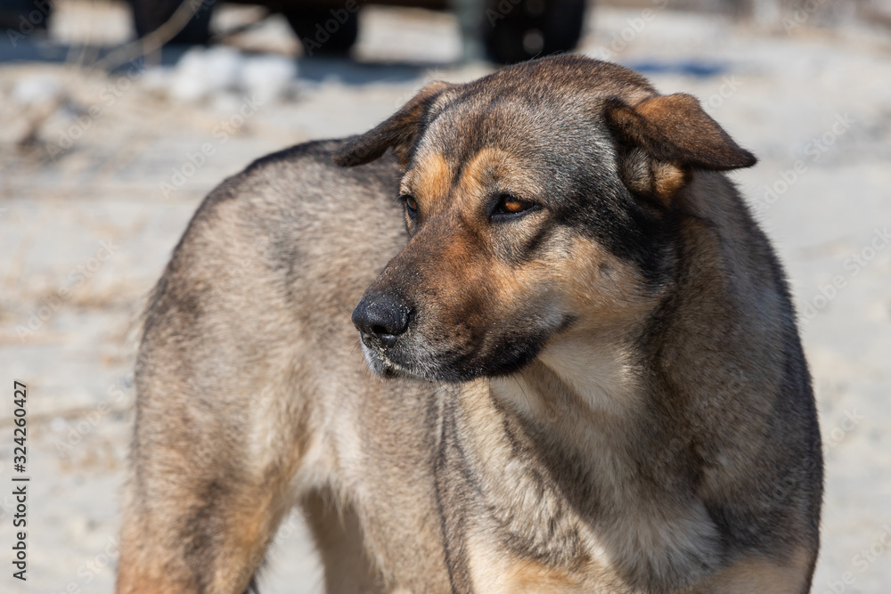 brown homeless cute dog stained his nose in the sand brown homeless cute dog stained his nose in the sand