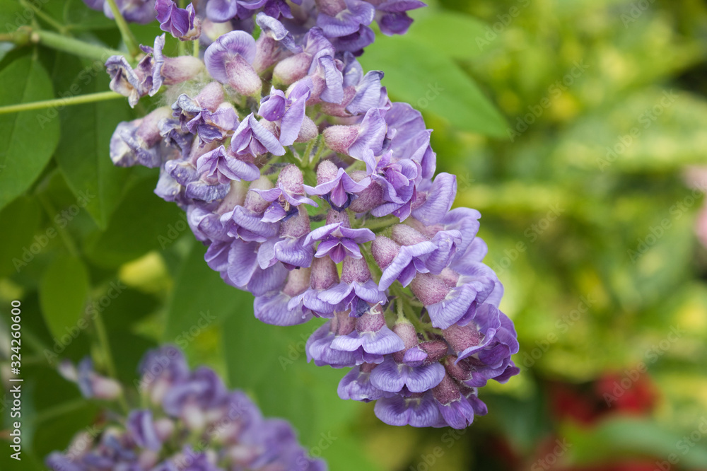 wisteria flower in the garden