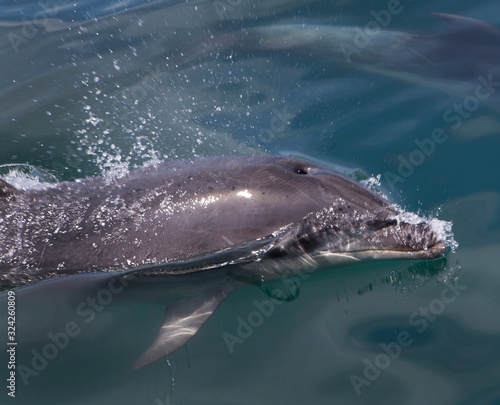 Bay of islands coast New Zealand Delphins swimming