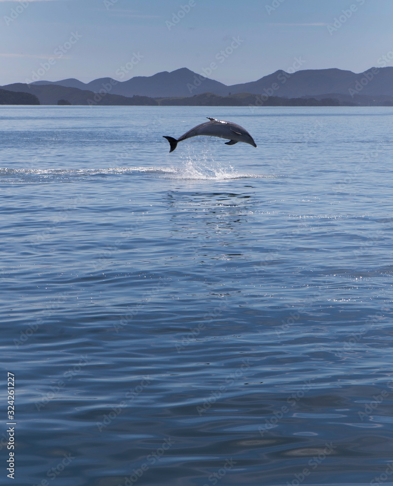 Bay of islands coast New Zealand Delphins swimming Bay of islands coast New Zealand Delphins swimming