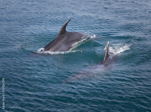 Bay of islands coast New Zealand Delphins swimming