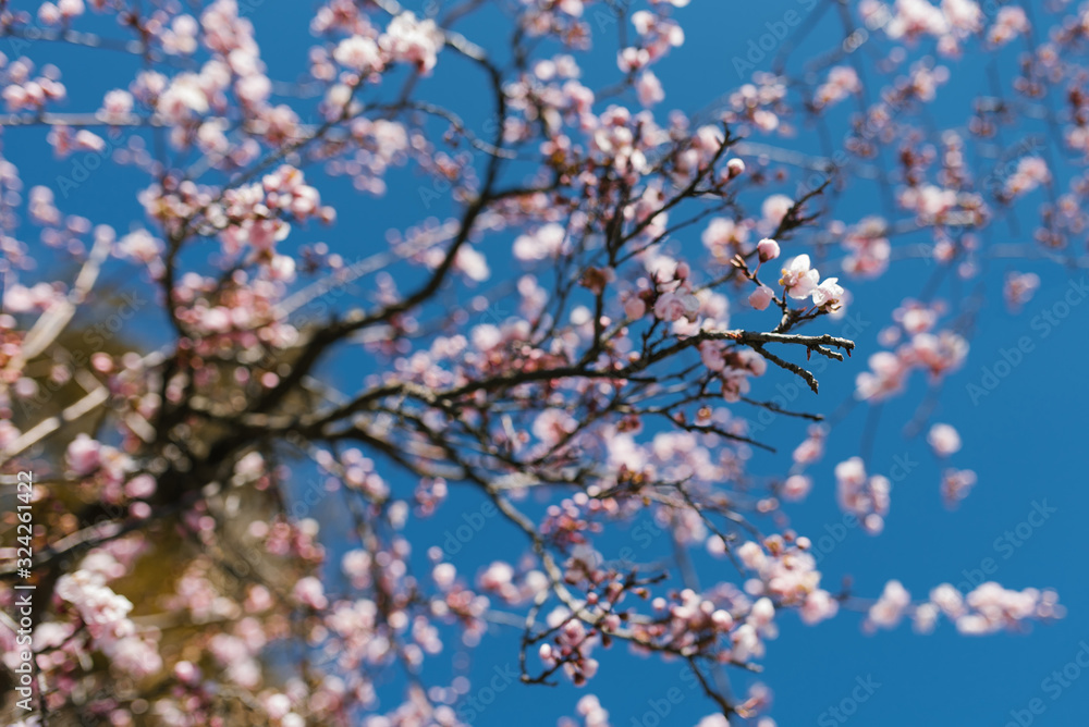 Blooming tree branch with pink flowers against a blue clear sky in spring