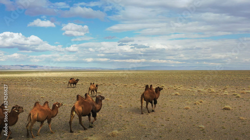 A herd of camels is slowly walking through the desert of Mongolia. Beautiful Mongolian landscape.