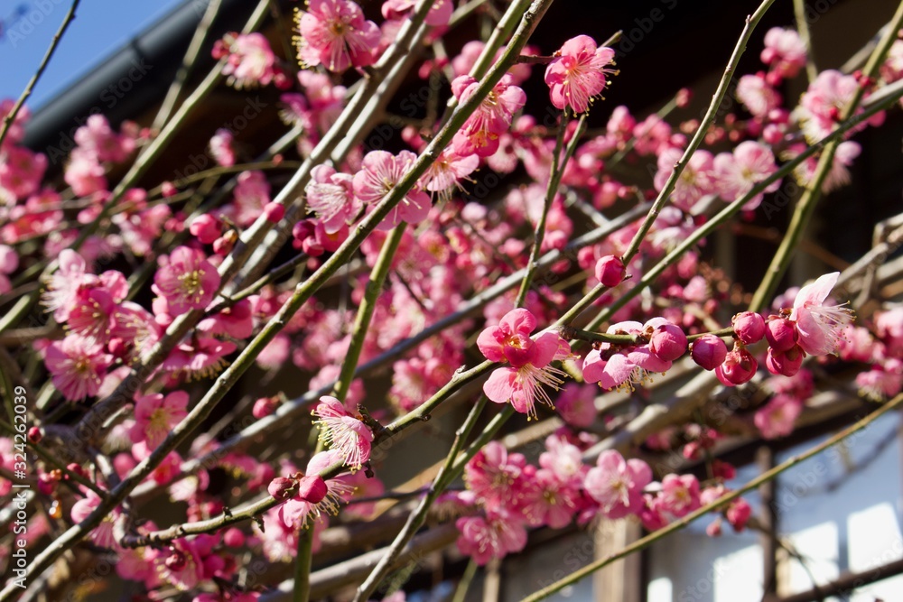 Beginning of cherry blossom in Kyoto Beginning of cherry blossom in Kyoto