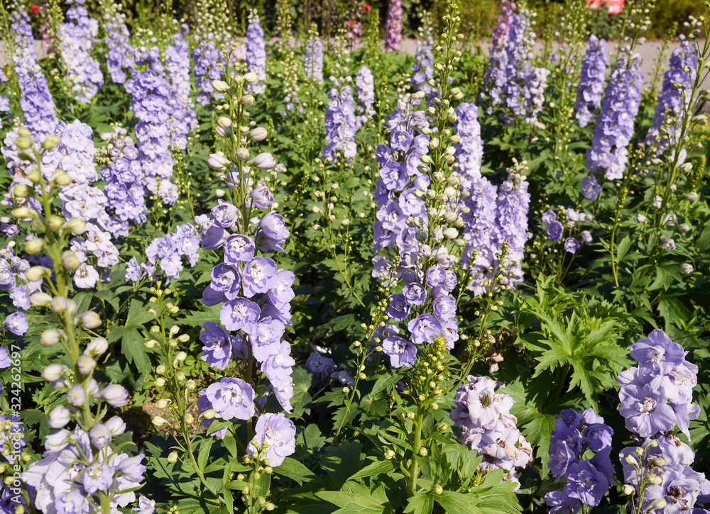 Obraz premium Beautiful flowers with the leaves in the sunshine. Purple flowers background.