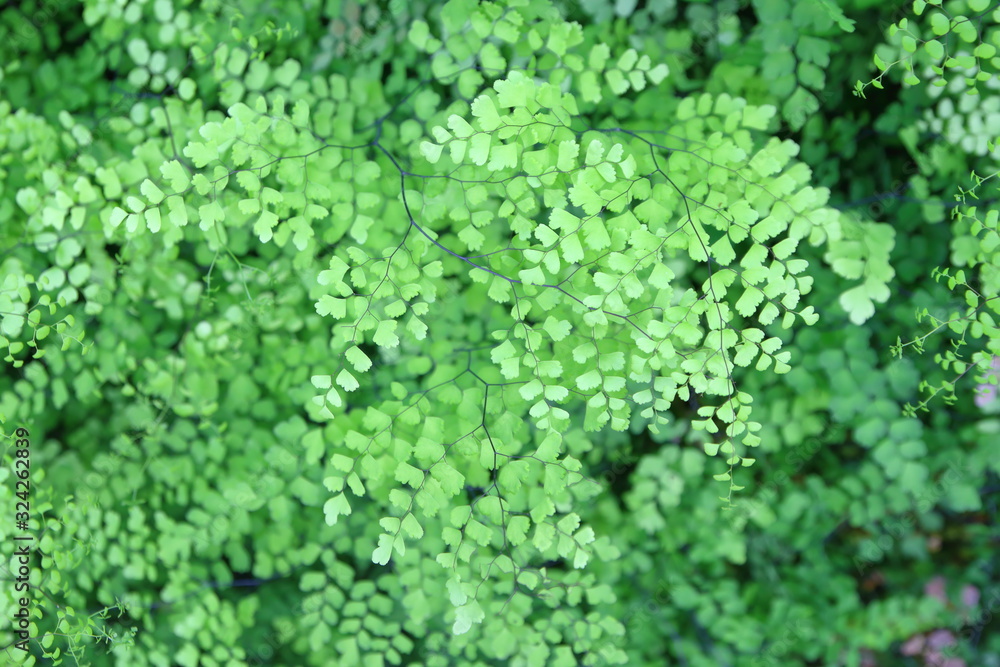 Green background from small leaves in the forest