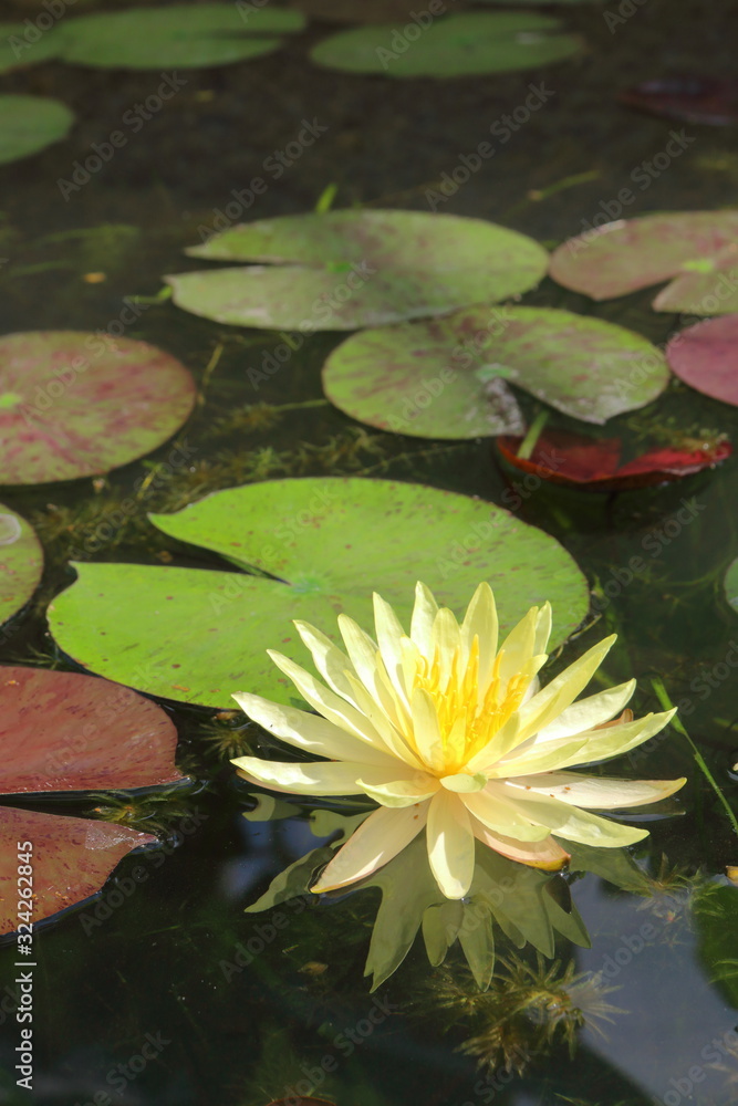 The yellow lotus was planted in the pond and well taken care of in the botanical garden The yellow lotus was planted in the pond and well taken care of in the botanical garden