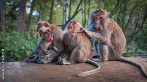 Familia de macacos en Bali, Indonesia photo