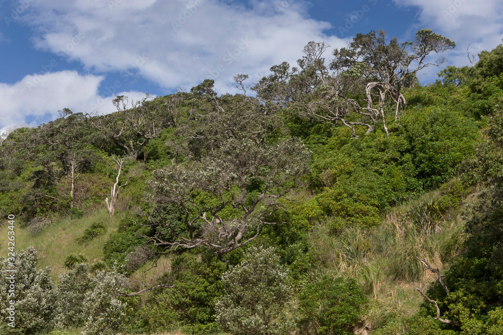  Matapouri Tutukaka New Zealand coast forest