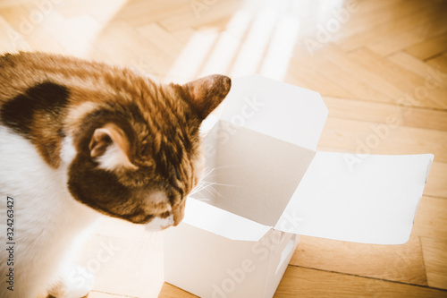 Close-up of cute cat playing with an open box on the wooden parquet floor
