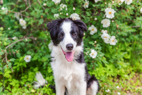 Outdoor portrait of cute smilling puppy border collie sitting on park or garden flower background. New lovely member of family little dog on a walk. Pet care and funny animals life concept. © Юлия Завалишина