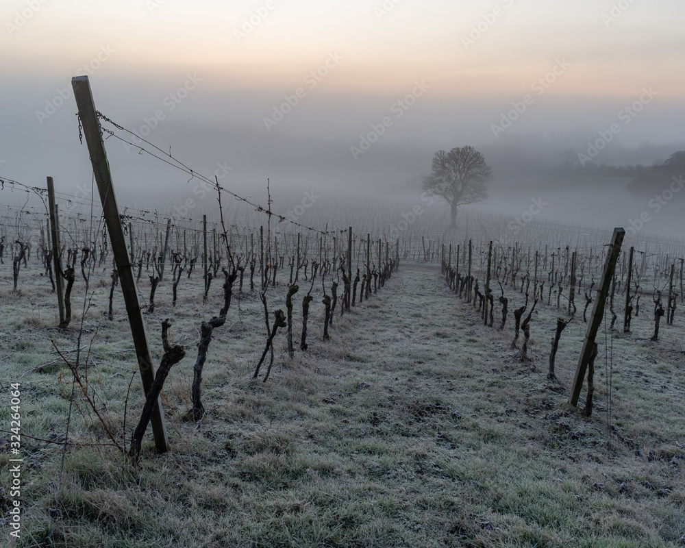Vineyard on a Cold Misty Morning