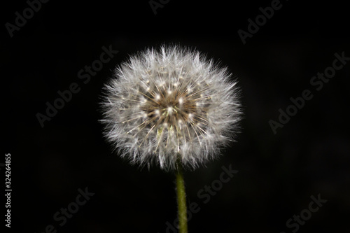 Dandelion